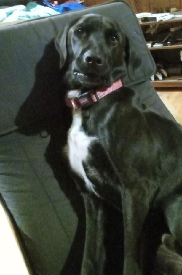 Louie - Courtesy Listing see info, a Adoptable Black Labrador Retriever in Polson, MT image 1/5