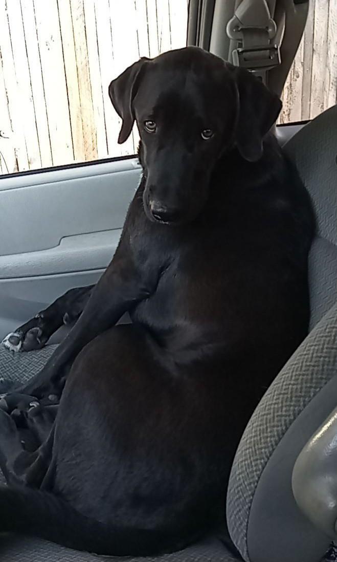 Louie - Courtesy Listing see info, a Adoptable Black Labrador Retriever in Polson, MT image 2/5