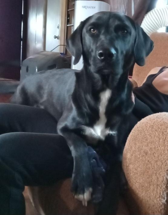 Louie - Courtesy Listing see info, a Adoptable Black Labrador Retriever in Polson, MT image 3/5