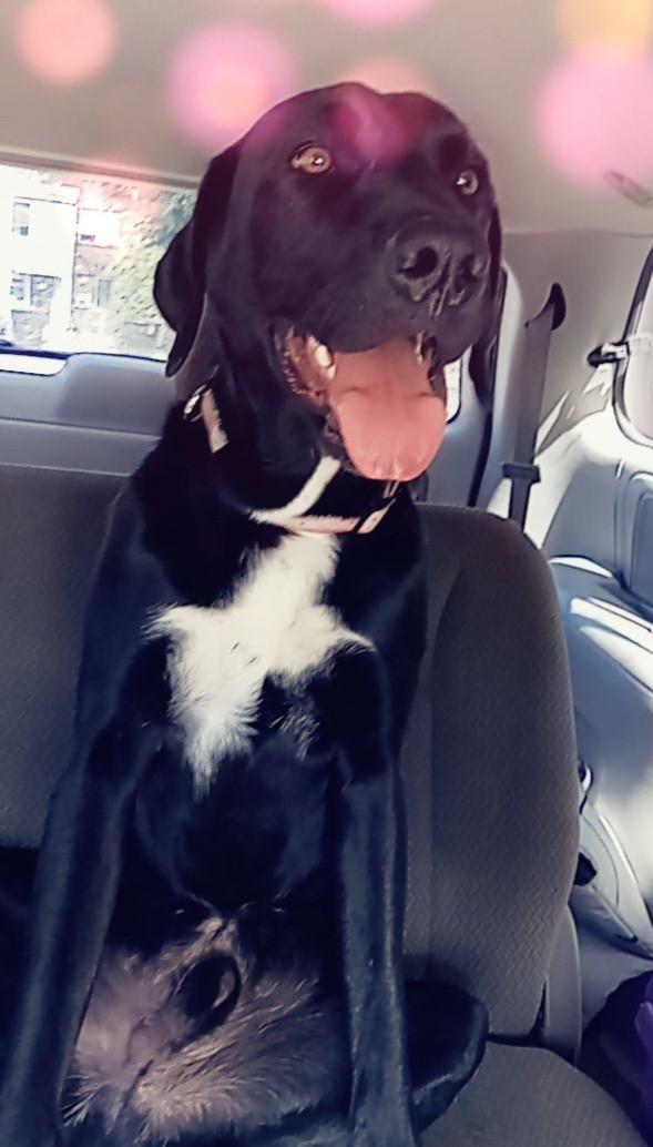 Louie - Courtesy Listing see info, a Adoptable Black Labrador Retriever in Polson, MT image 4/5