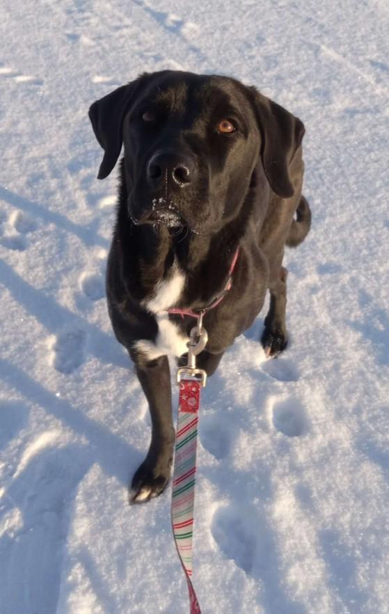 Louie - Courtesy Listing see info, a Adoptable Black Labrador Retriever in Polson, MT image 5/5