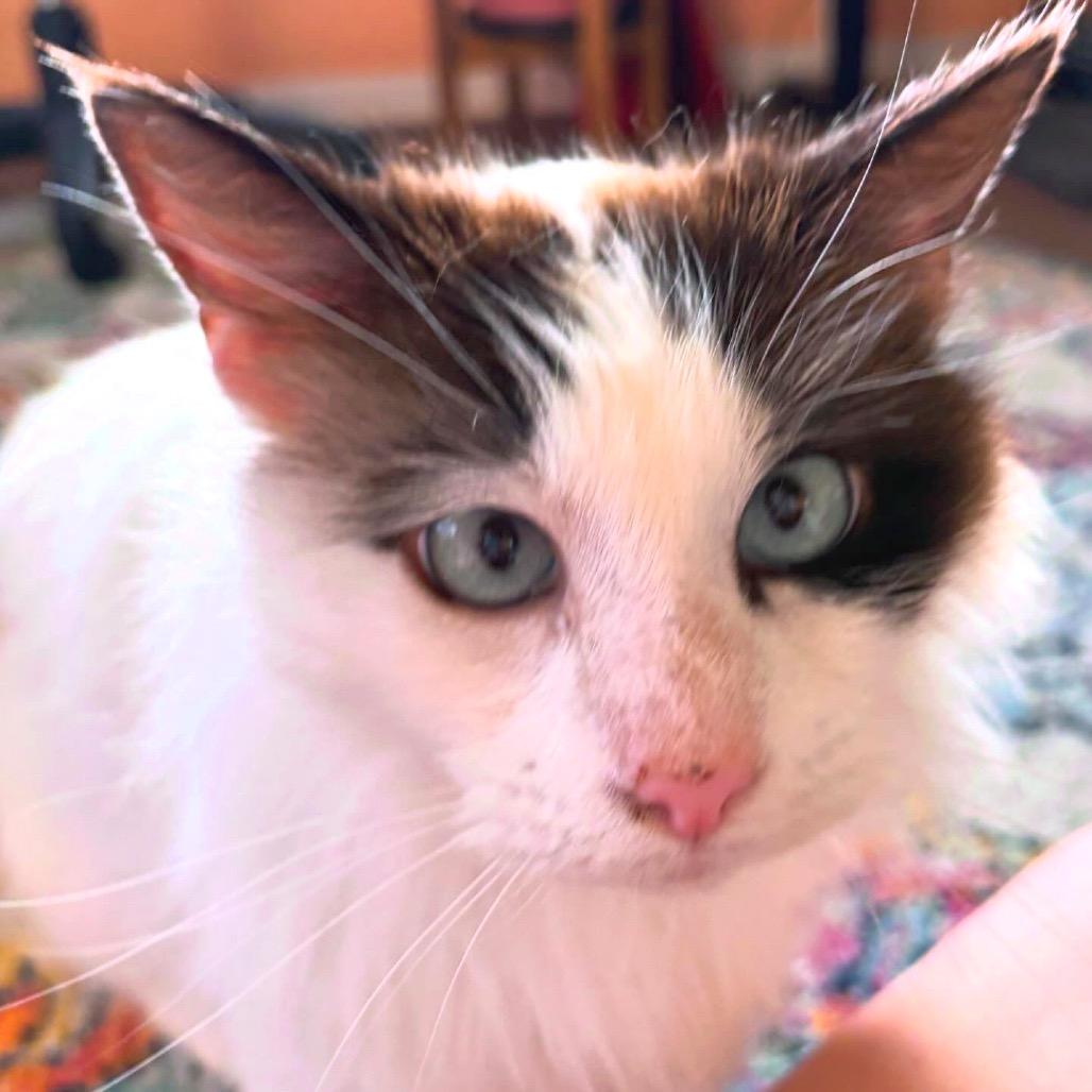 Enlarge Aleksey, a Adoptable mixed breed in Austin, TX image 1/4