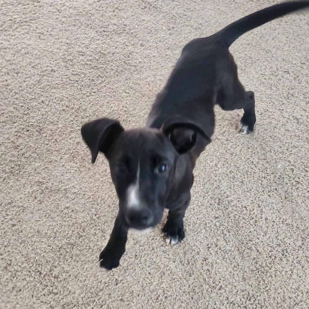 Enlarge Shadow, a Adoptable mixed breed in Grand Island, NE image 2/3
