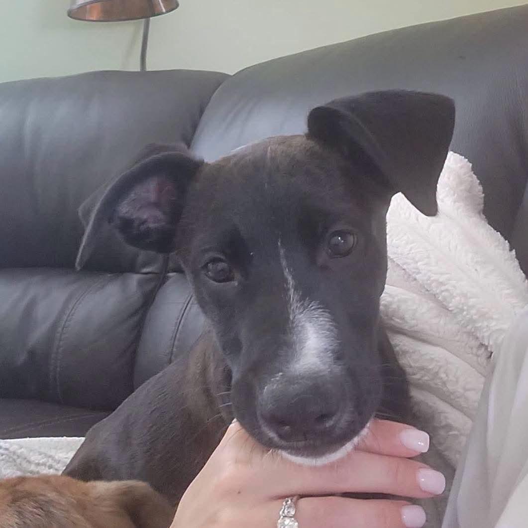 Enlarge Shadow, a Adoptable mixed breed in Grand Island, NE image 3/3