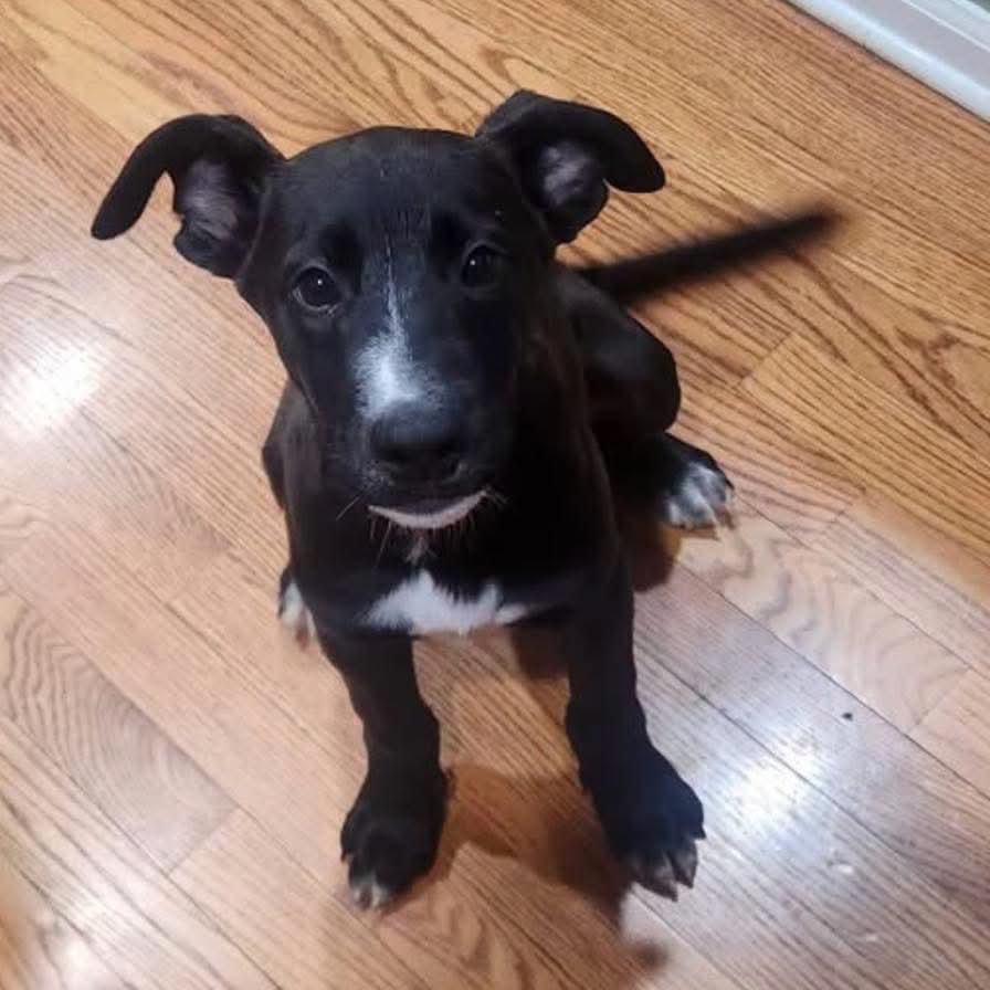 Enlarge Shadow, a Adoptable mixed breed in Grand Island, NE image 1/3