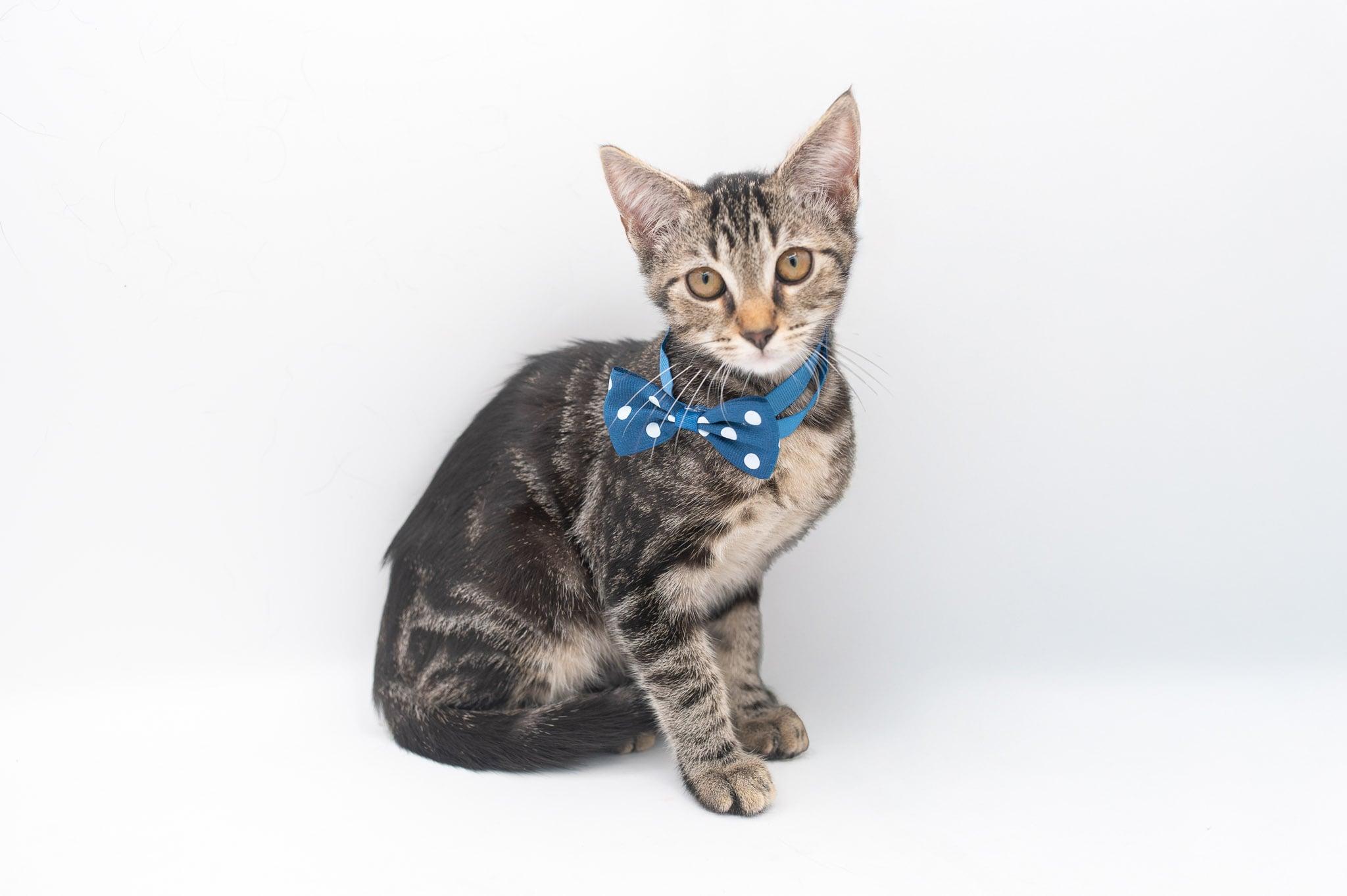 Zim . (so sweet), a Adoptable Tabby in South Amboy, NJ image 1/6