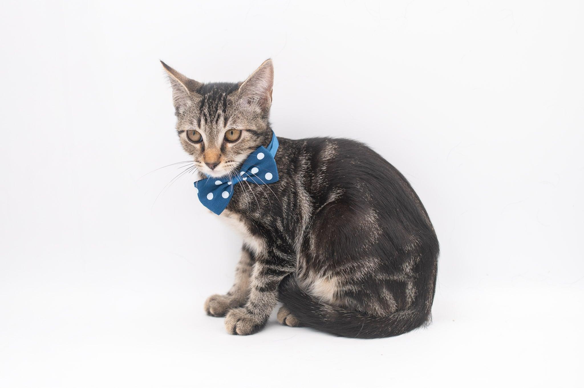 Zim .  (so sweet), Adoptable, Kitten Female Tabby.