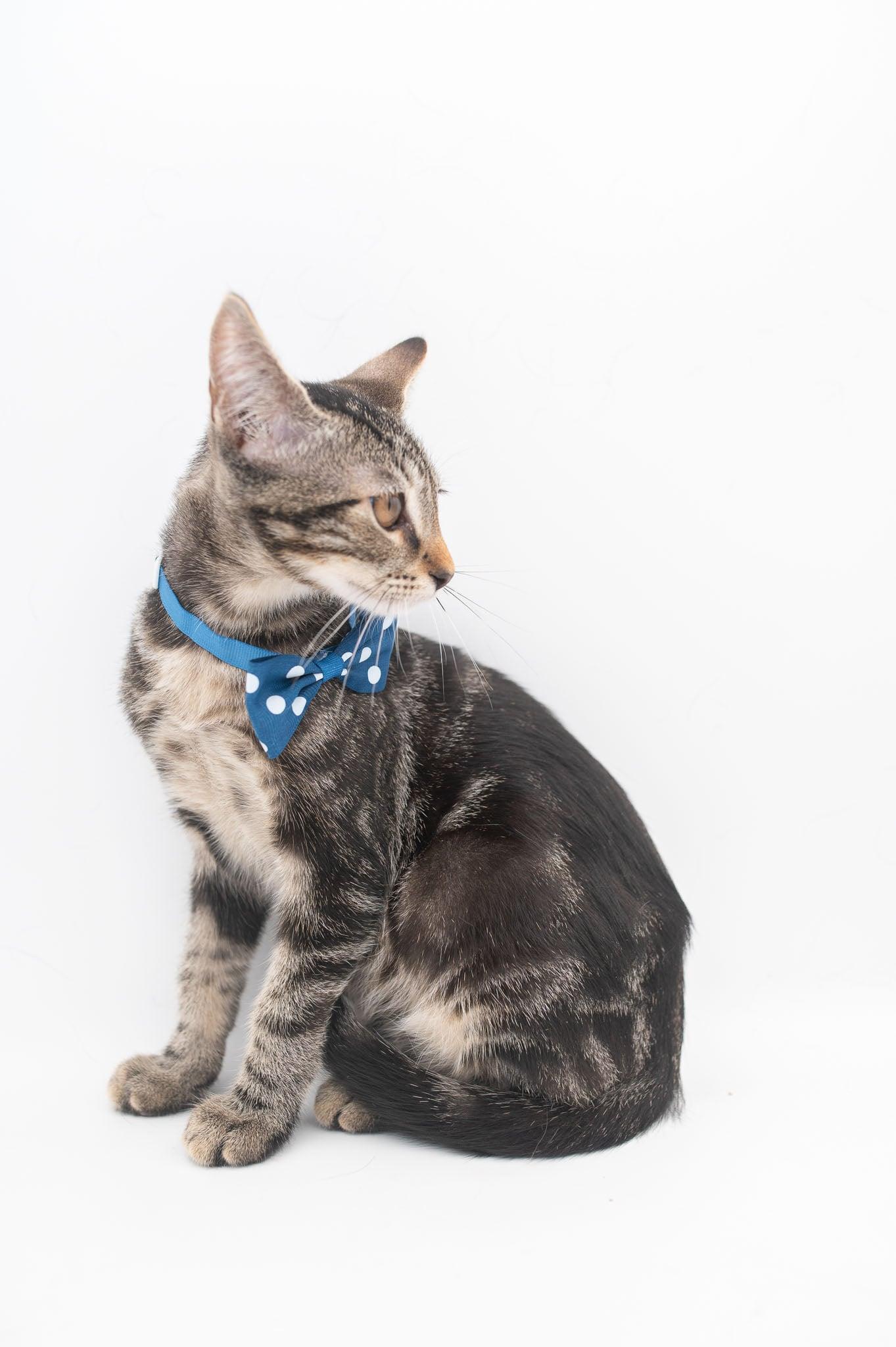 Zim . (so sweet), a Adoptable Tabby in South Amboy, NJ image 6/6