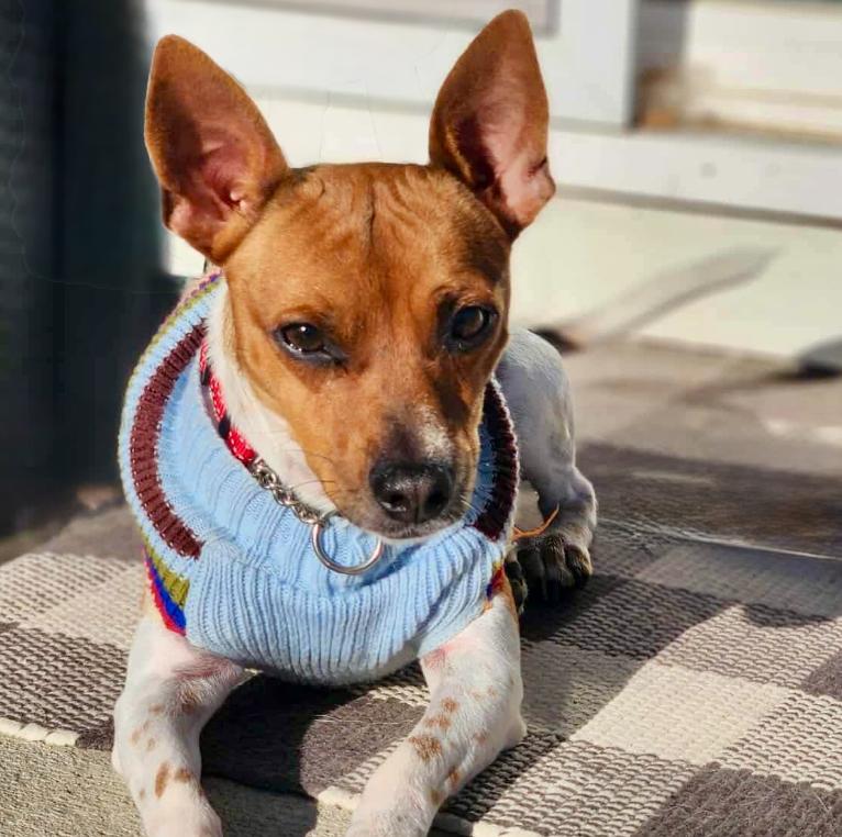 Oscar, Adoptable, Adult Male Chihuahua & Mixed Breed.