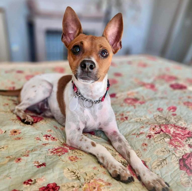 Oscar, a Adoptable mixed breed in Mead, CO image 2/2