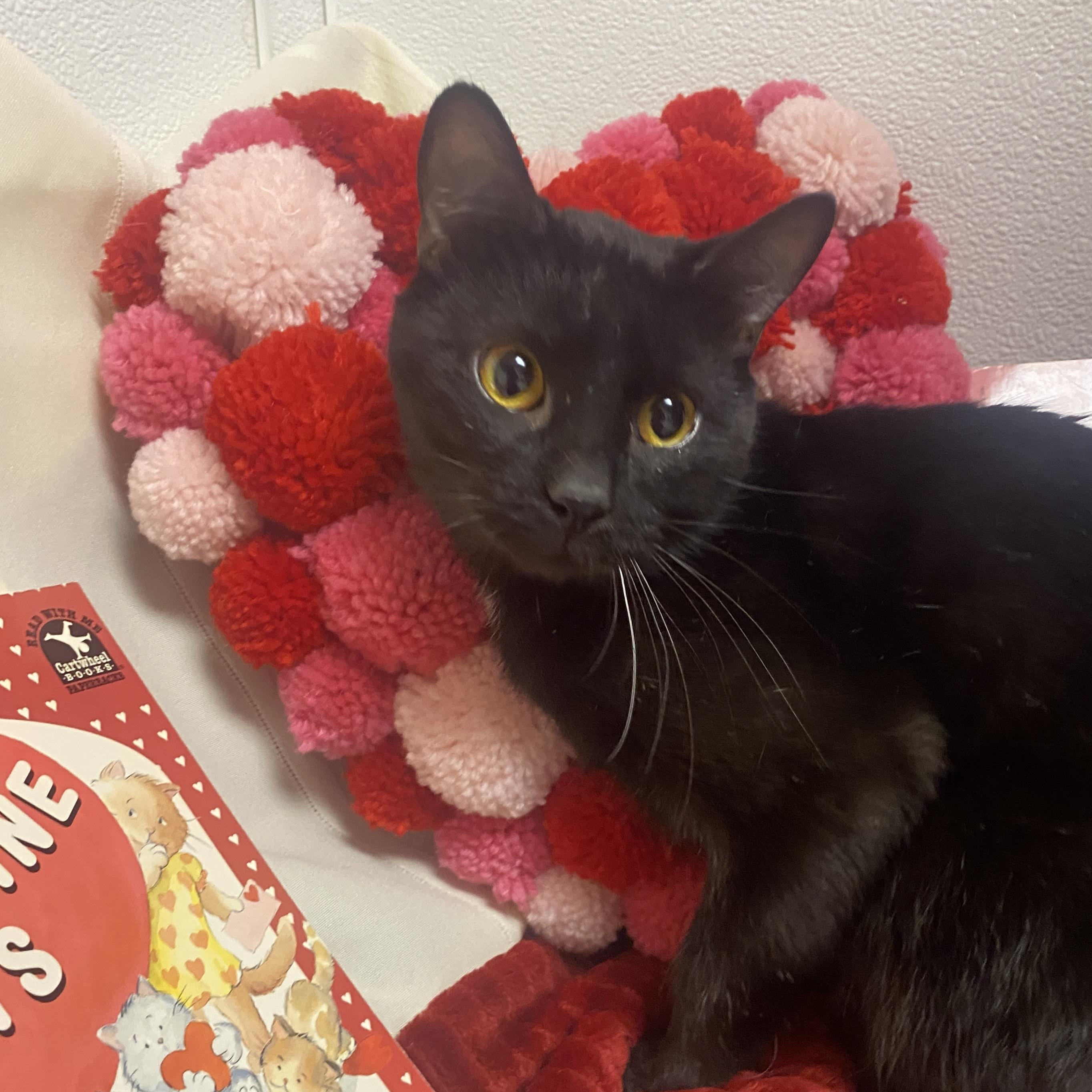 Licorice , Adoptable, Young Male Domestic Short Hair.