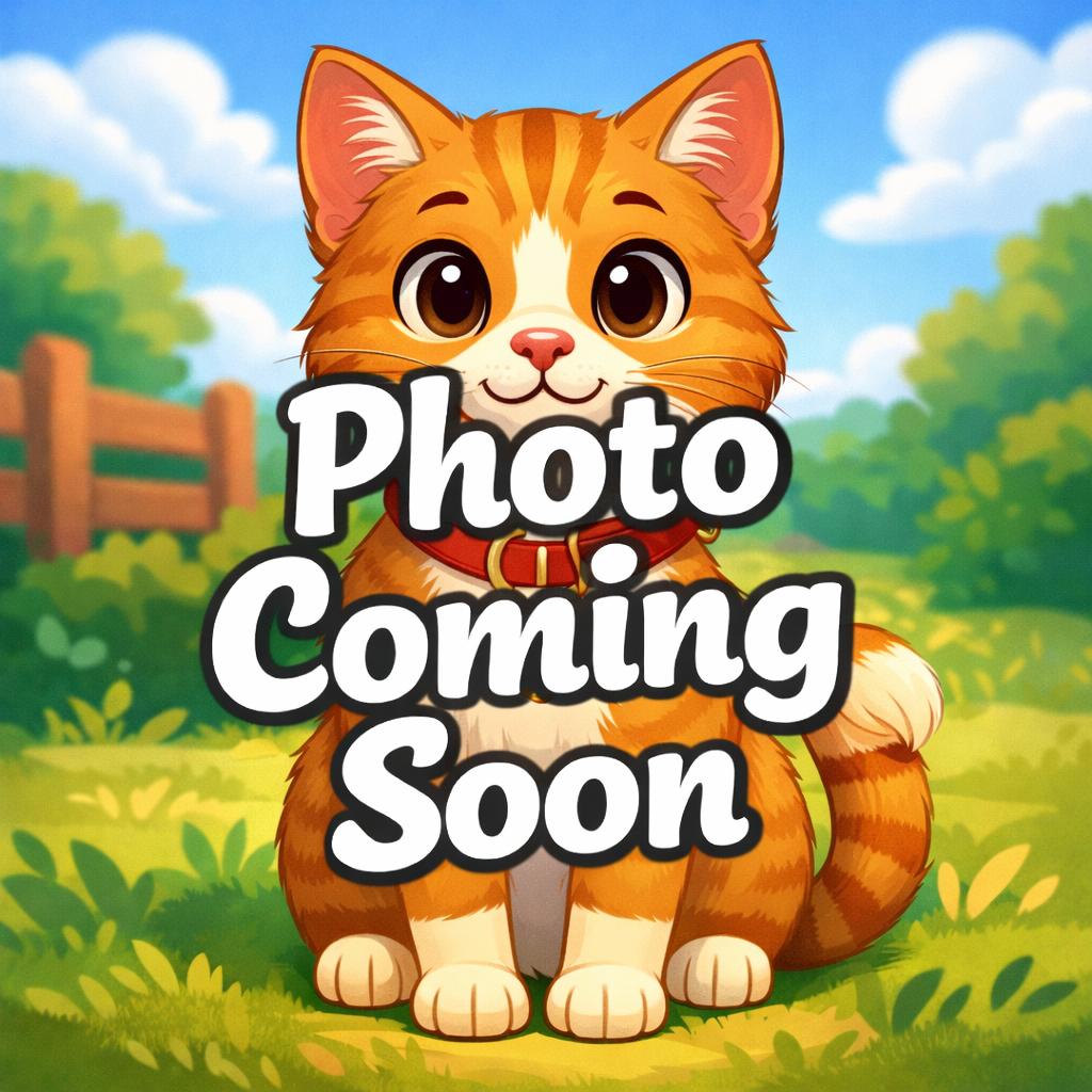 Enlarge Luke (Bonded with Lala), a Adoptable mixed breed in Chico, CA image 1/2