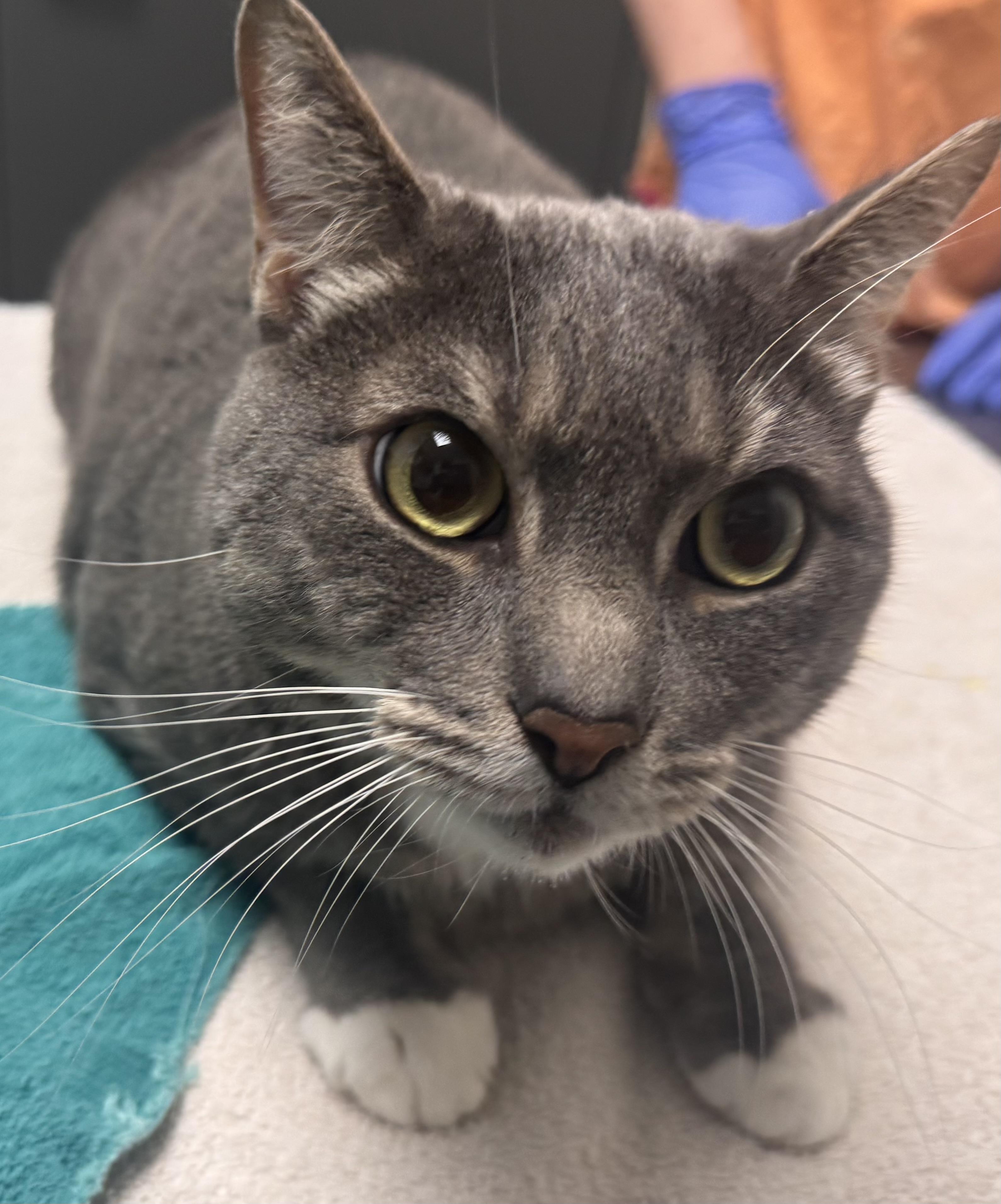 Enlarge Luke (Bonded with Lala), a Adoptable mixed breed in Chico, CA image 2/2