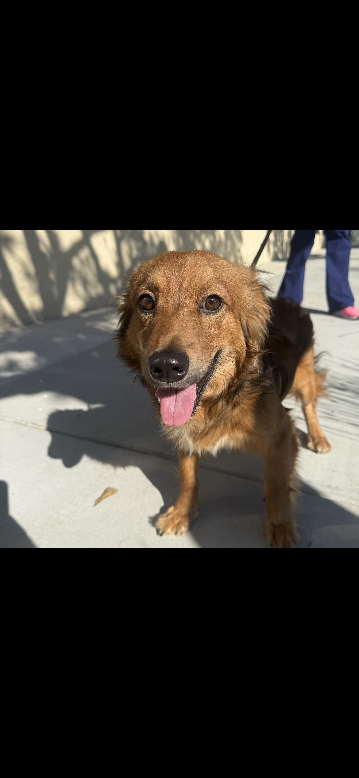 Enlarge Benji, a ADOPTABLE mixed breed in Hamden, CT image 3/6