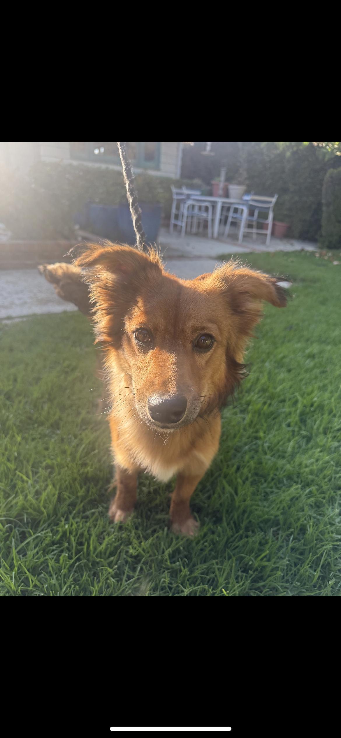 Enlarge Benji, a ADOPTABLE mixed breed in Hamden, CT image 5/6