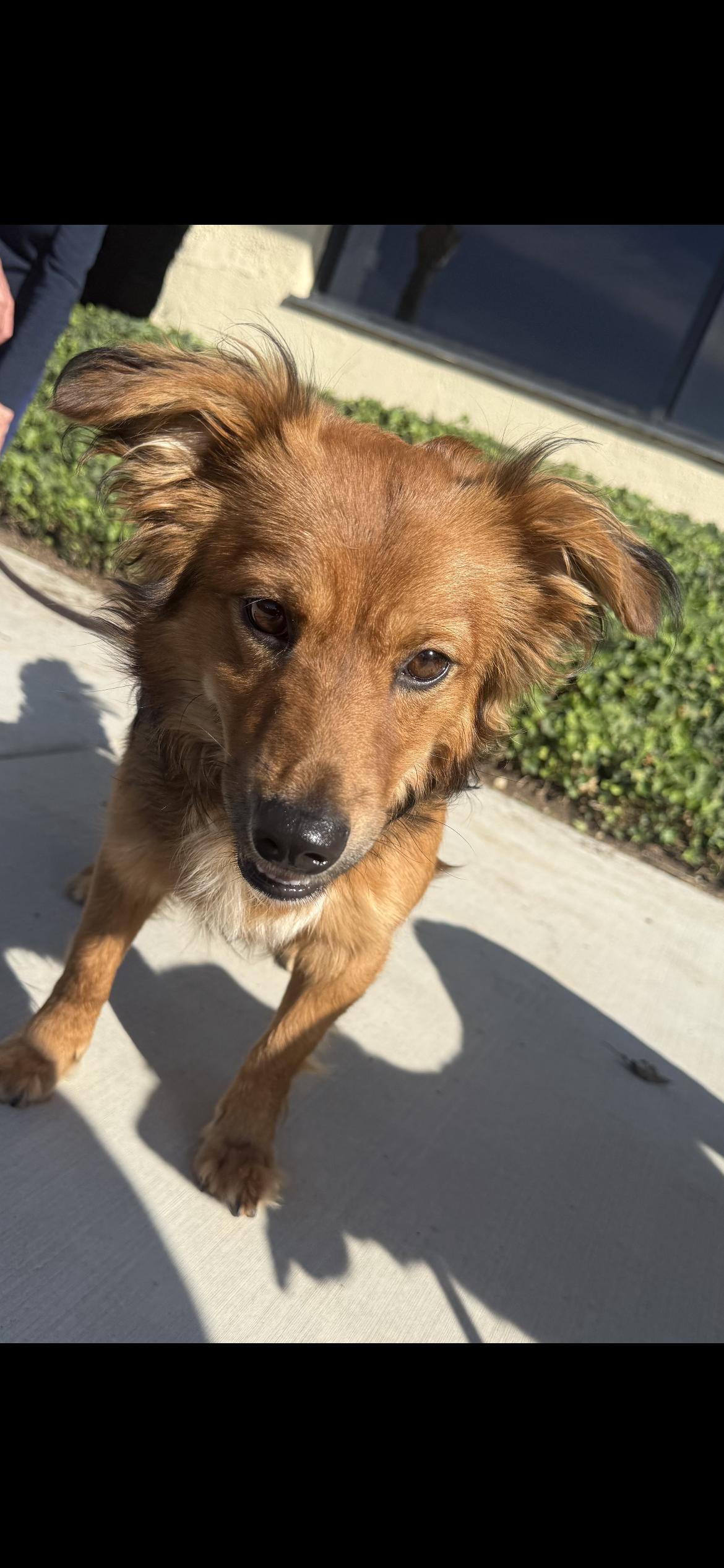 Enlarge Benji, a ADOPTABLE mixed breed in Hamden, CT image 2/6