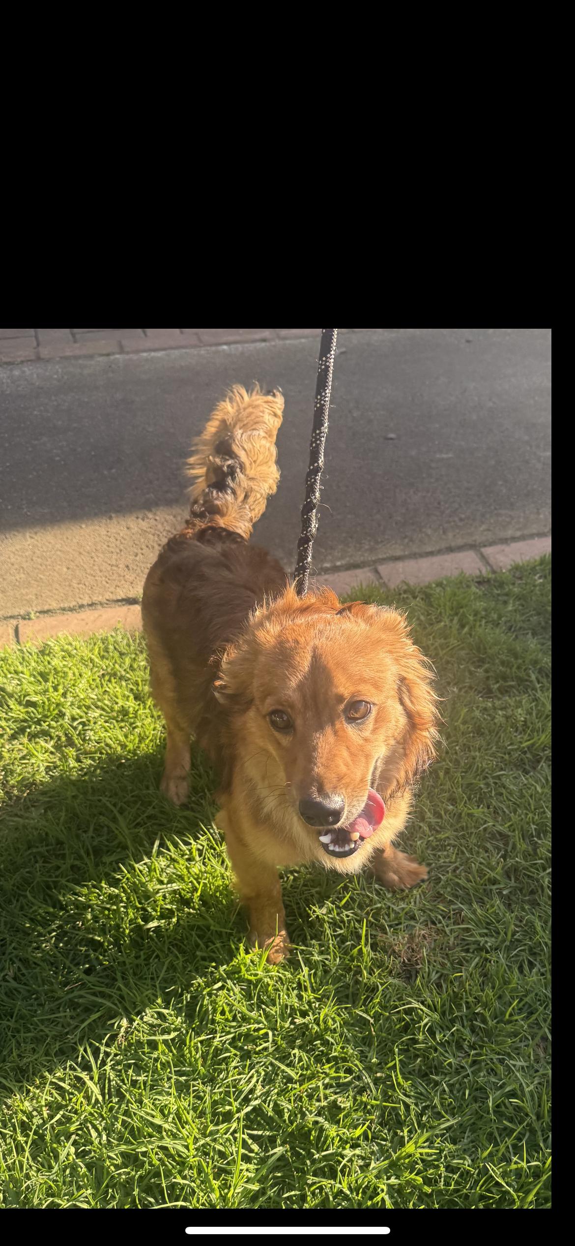 Enlarge Benji, a ADOPTABLE mixed breed in Hamden, CT image 4/6