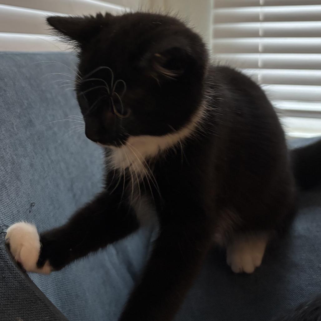 Enlarge Eugene, a Adoptable Domestic Short Hair in Fayetteville, GA image 1/1