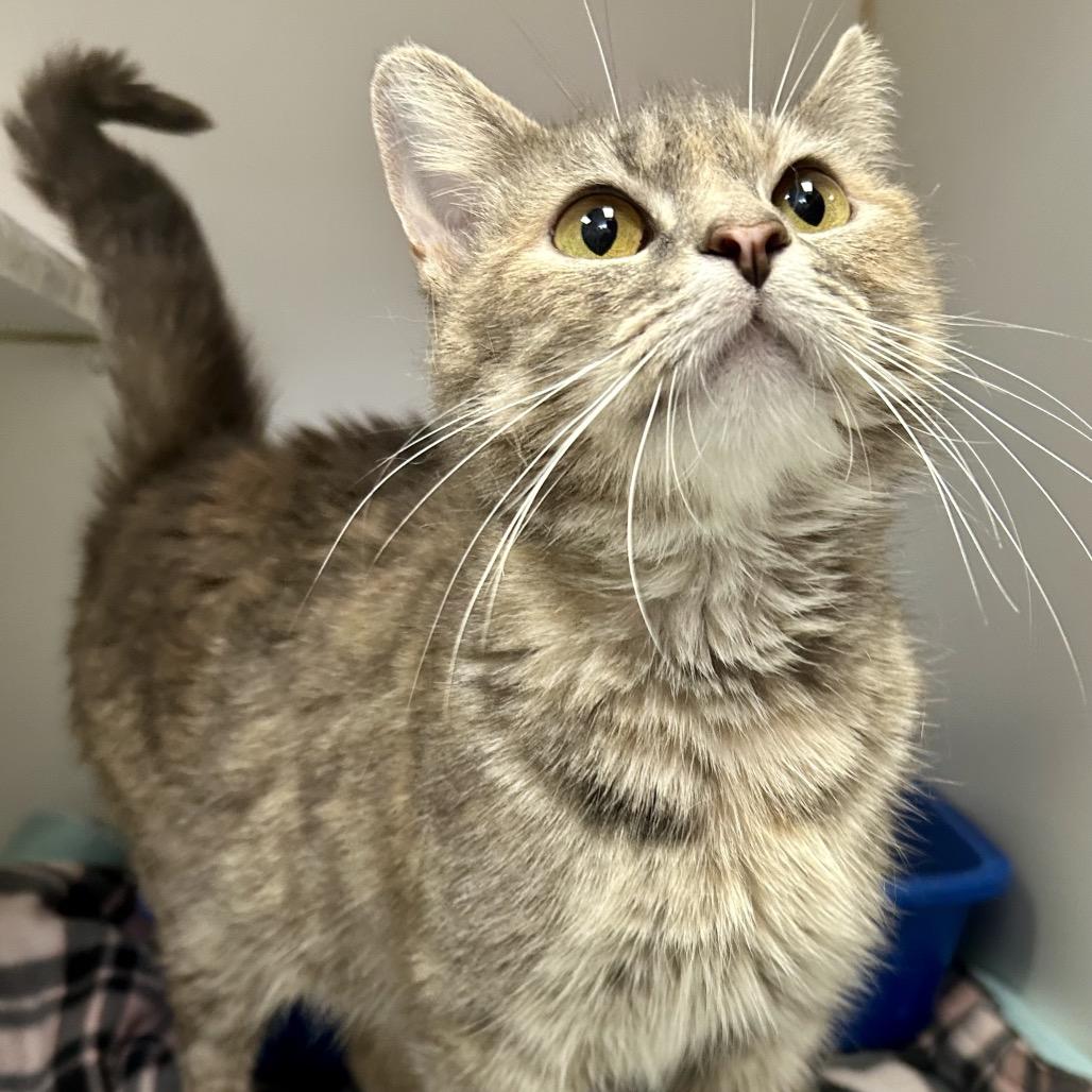 Enlarge Harp, a ADOPTABLE Torbie in Columbia, MO image 1/1
