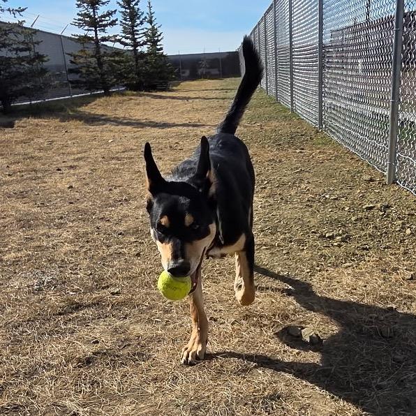 Havarti, Adoptable, Young Male Shepherd.