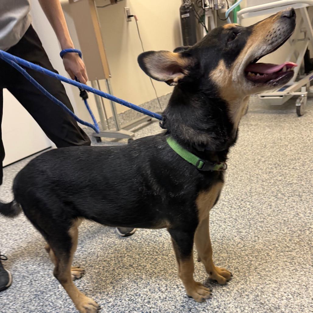 Enlarge Havarti, a Adoptable Shepherd in Great Falls, MT image 2/4