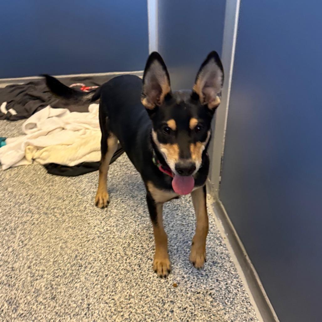 Enlarge Havarti, a Adoptable Shepherd in Great Falls, MT image 3/4