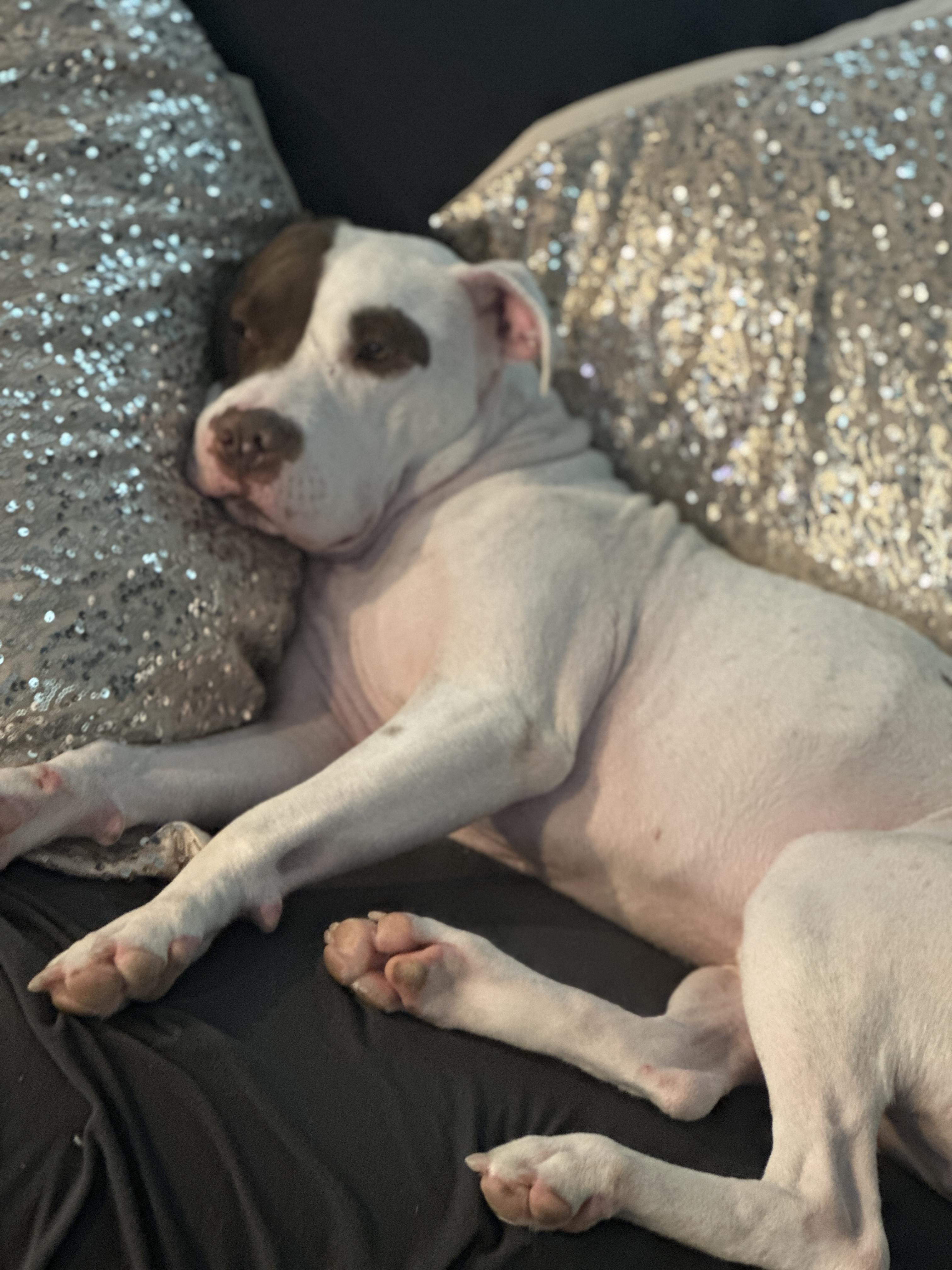 Enlarge Romeo, a Adoptable mixed breed in Philadelphia, PA image 5/6