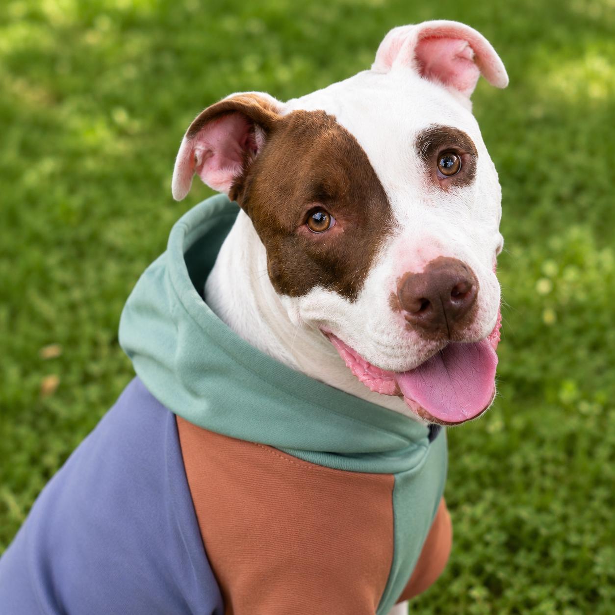 Enlarge Romeo, a Adoptable mixed breed in Philadelphia, PA image 1/6