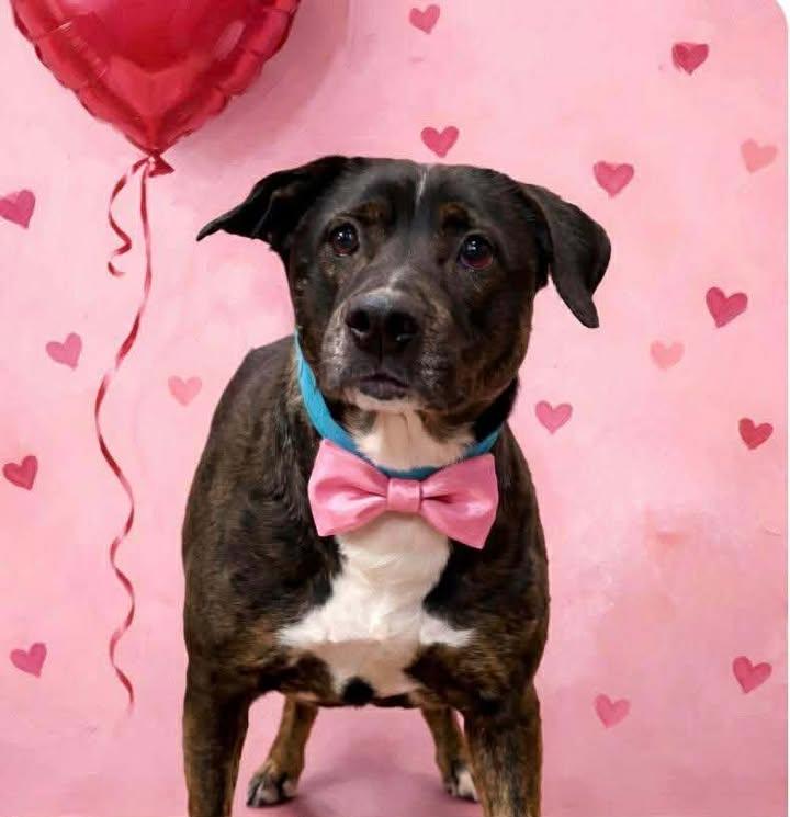 Enlarge PORKY, a Adoptable mixed breed in Cookeville, TN image 1/1