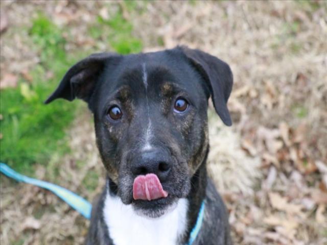 PORKY, Adoptable, Adult Female Catahoula Leopard Dog & Plott Hound.
