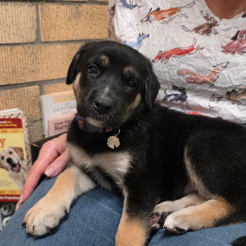 Enlarge Bea, a Adoptable mixed breed in Austin, TX image 1/6
