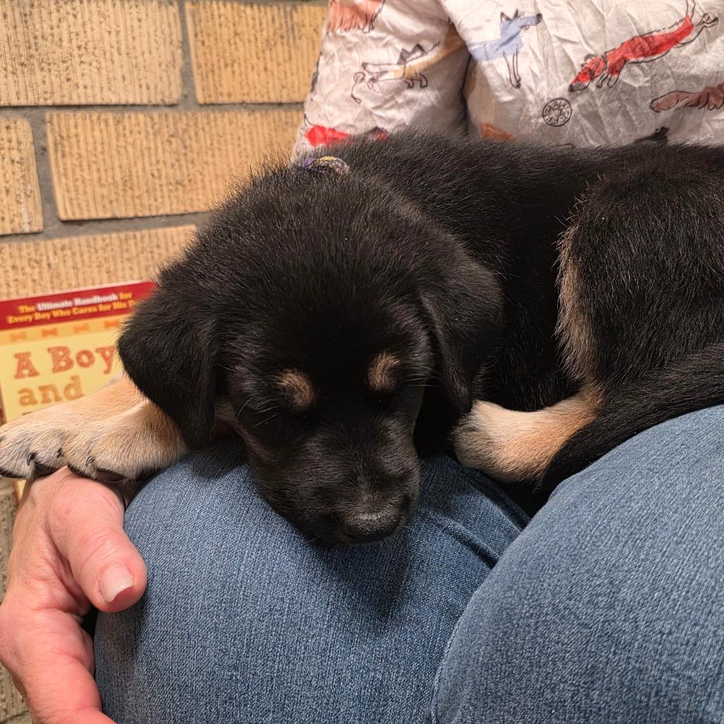 Enlarge Bea, a Adoptable mixed breed in Austin, TX image 2/6