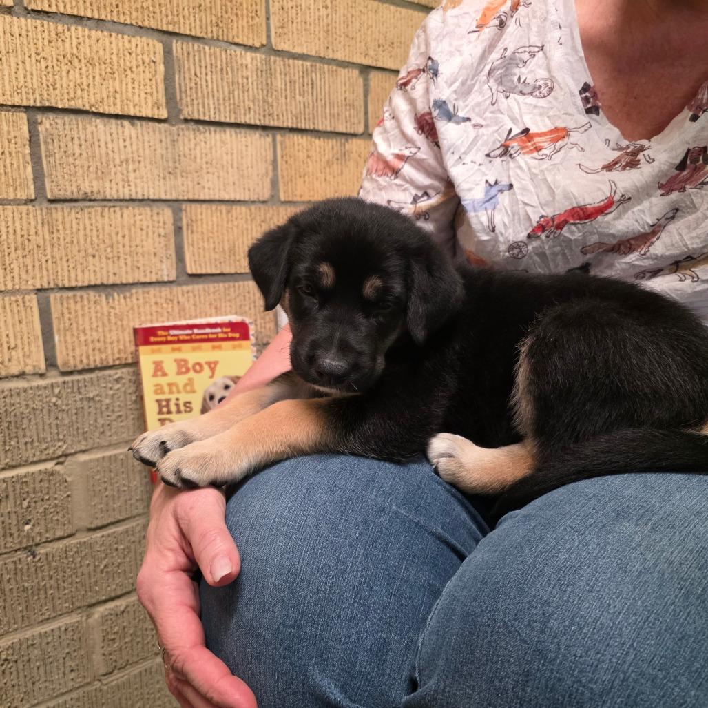 Enlarge Bea, a Adoptable mixed breed in Austin, TX image 5/6