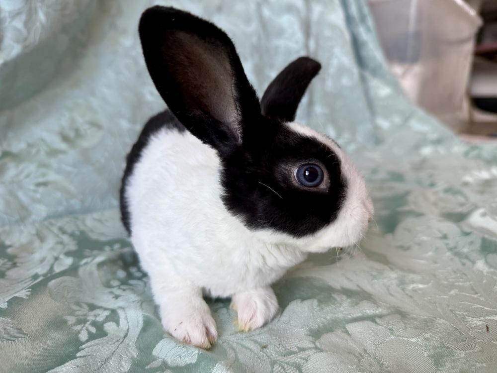 Starlight, Adoptable, Baby Male Dutch & Rex.