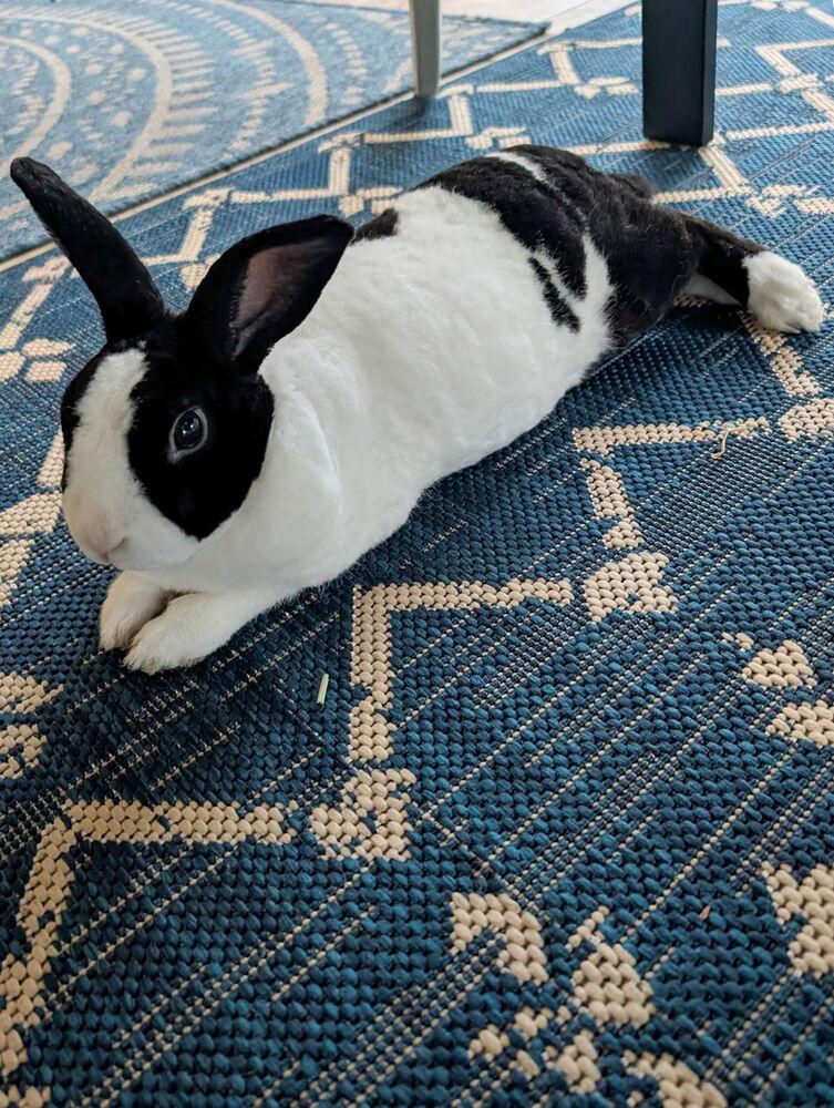 Enlarge Starlight, a Adoptable mixed breed in Naples, FL image 2/6