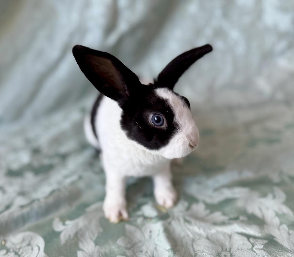 Enlarge Starlight, a Adoptable mixed breed in Naples, FL image 3/6