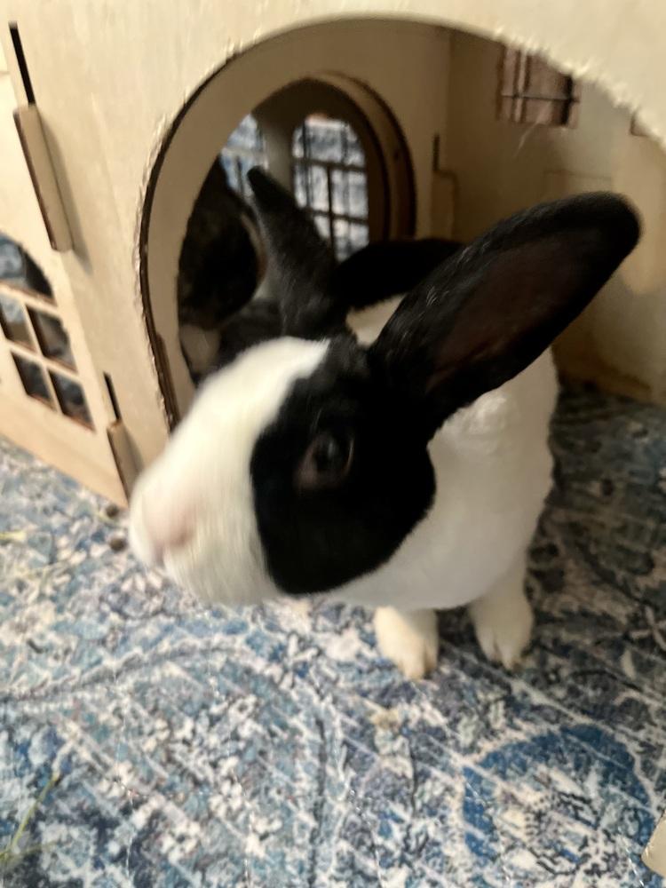 Enlarge Starlight, a Adoptable mixed breed in Naples, FL image 4/6