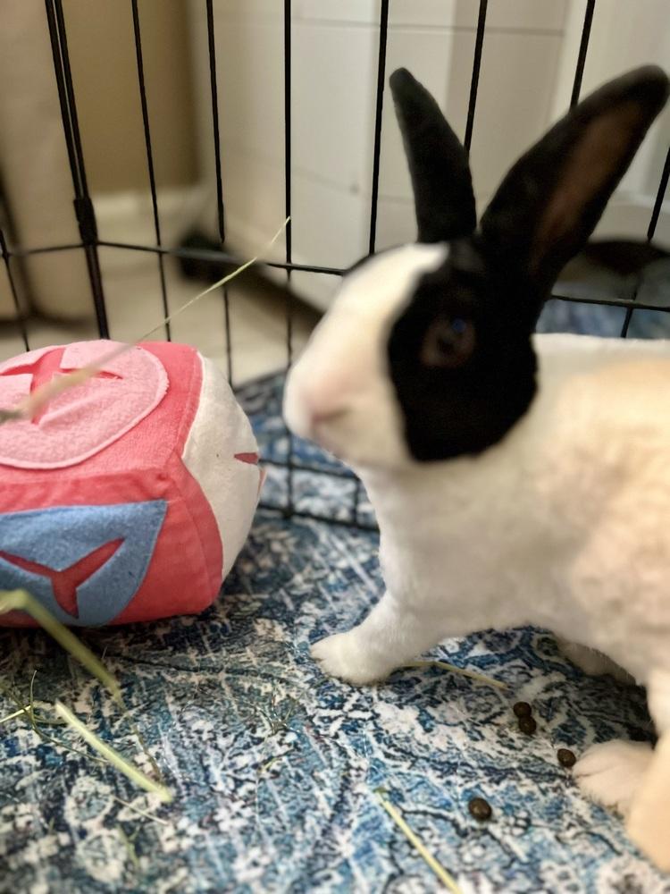 Enlarge Starlight, a Adoptable mixed breed in Naples, FL image 5/6