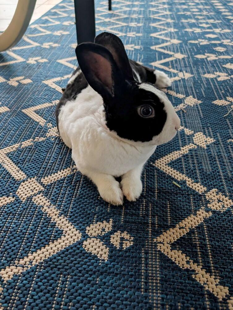 Enlarge Starlight, a Adoptable mixed breed in Naples, FL image 6/6