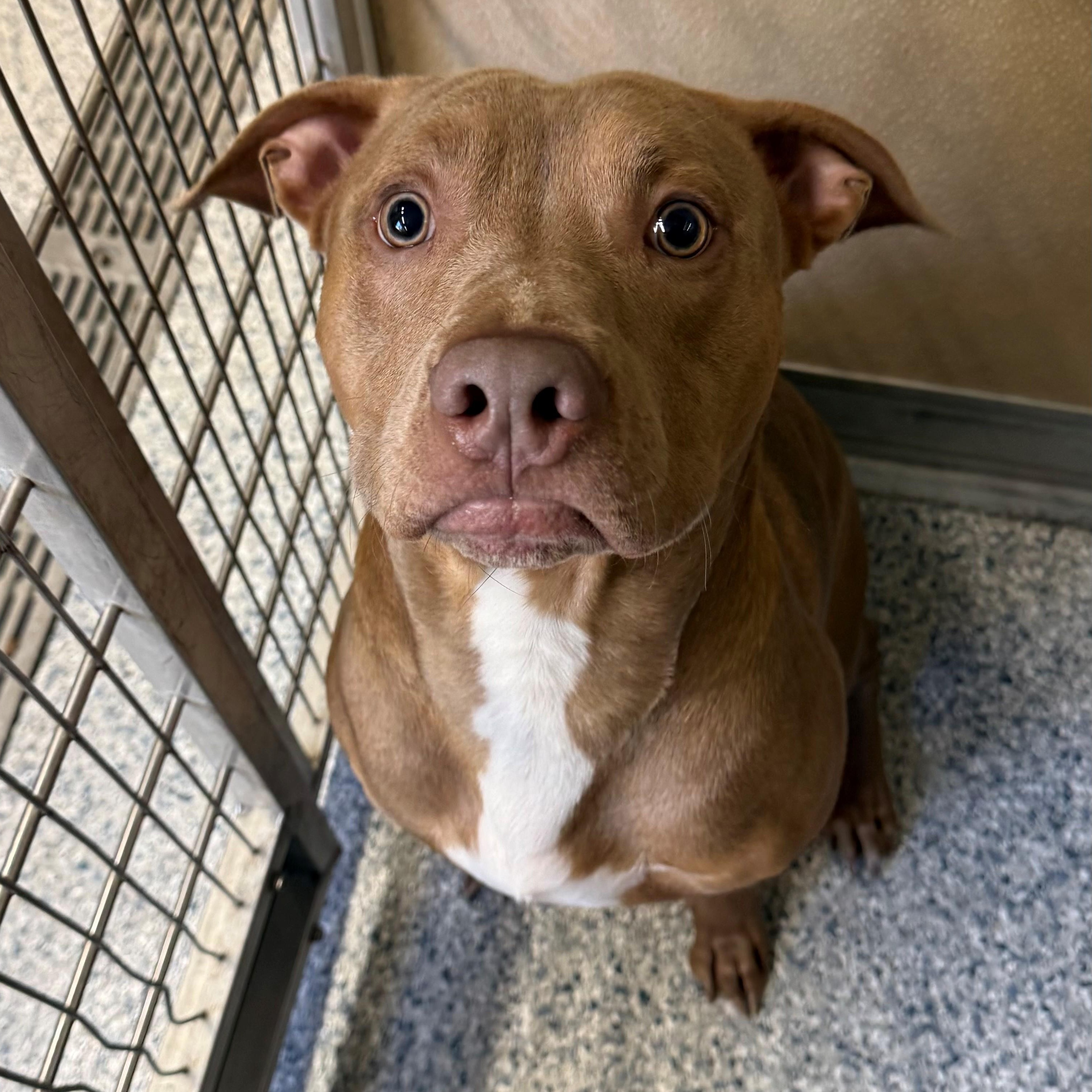 Enlarge Hank Williams, a ADOPTABLE mixed breed in St. Augustine, FL image 2/2