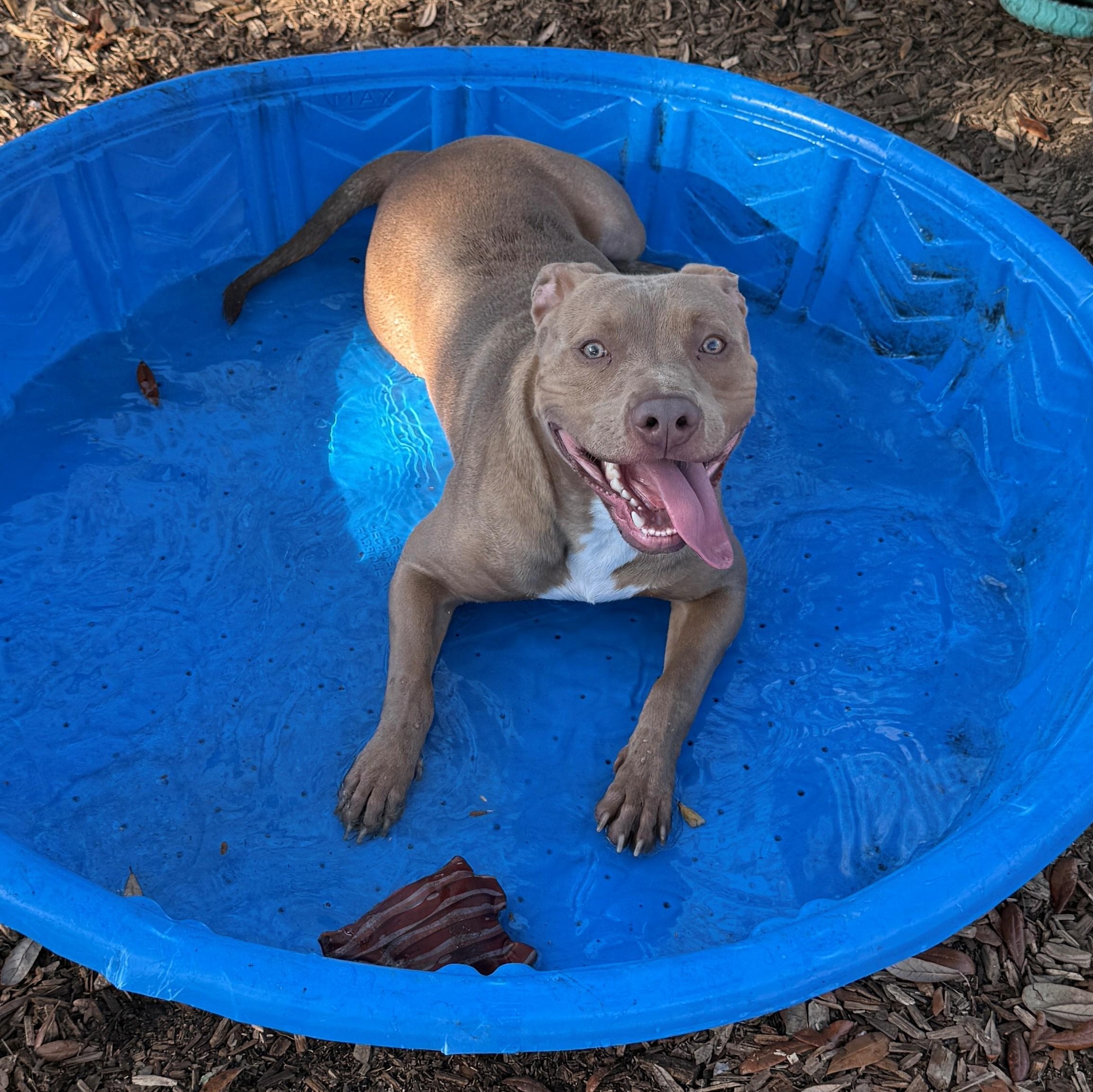 Hank Williams, ADOPTABLE, Adult Male Terrier.