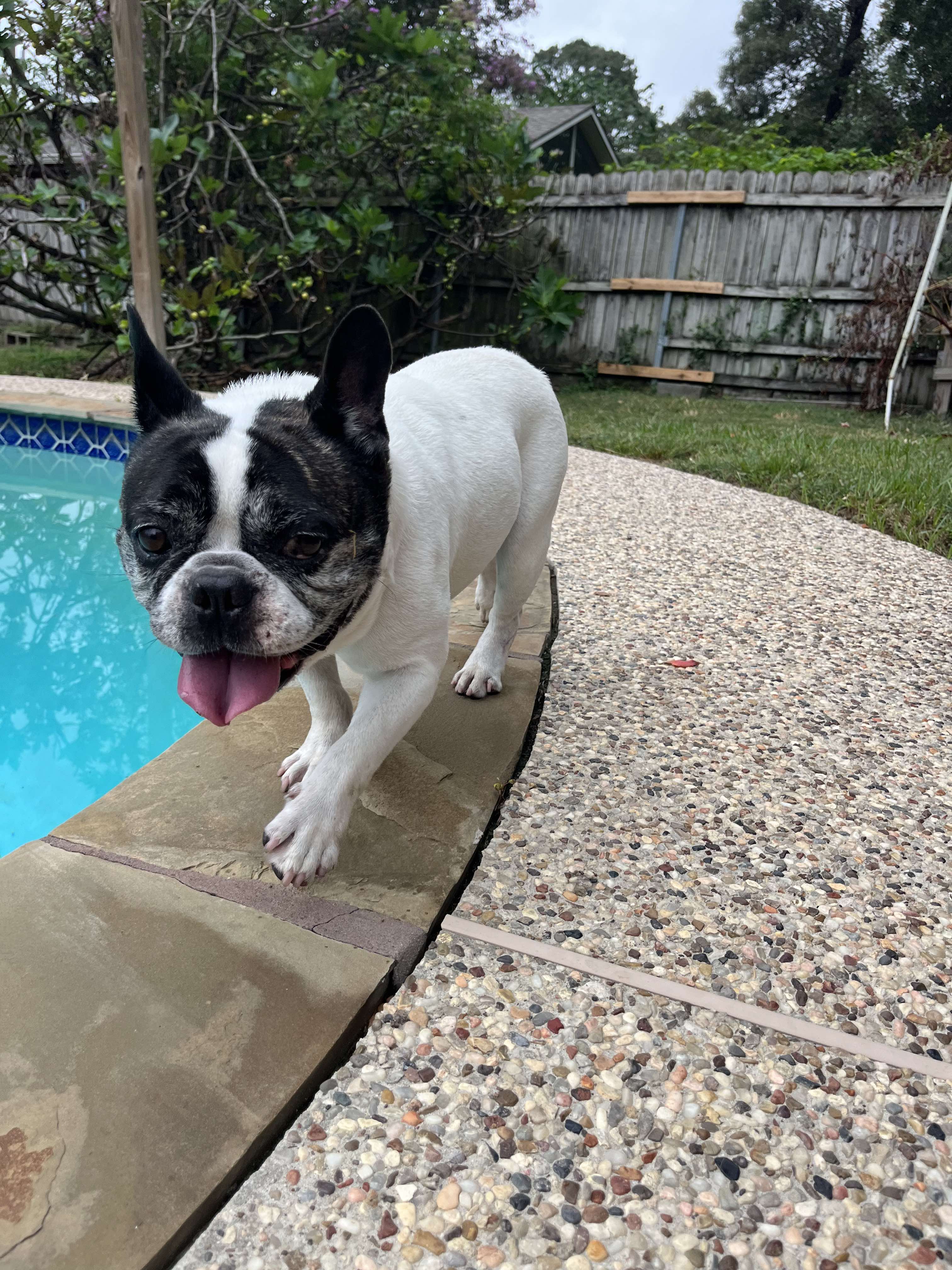 Dog for adoption Terry, a French Bulldog in Lake Charles, LA Petfinder