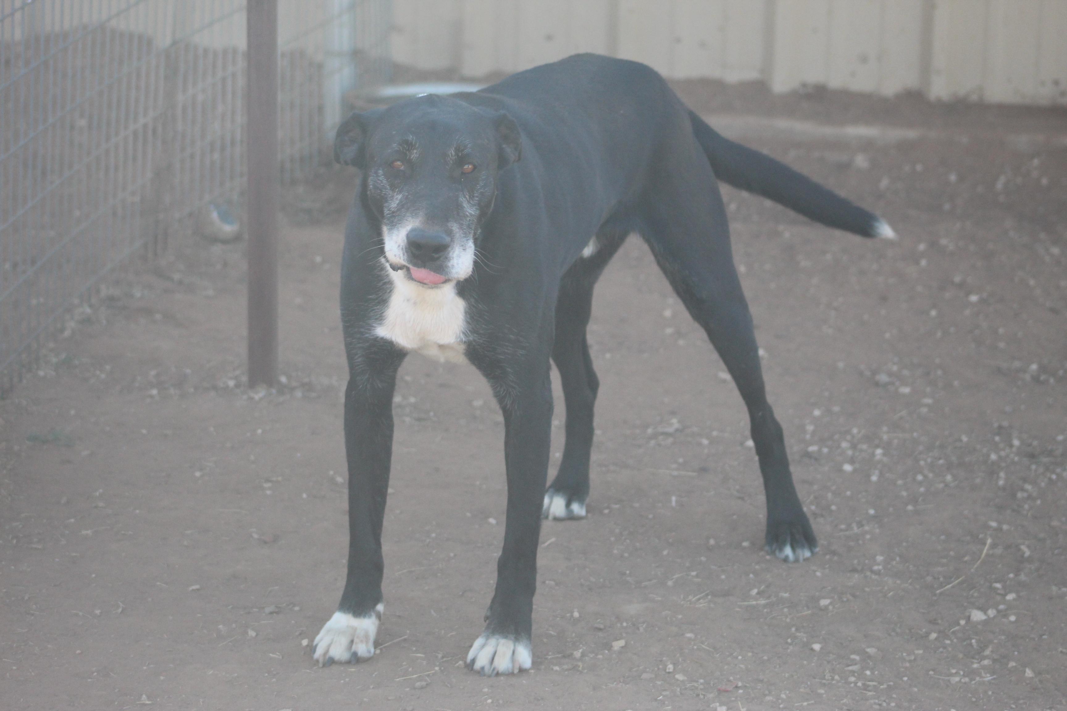 Enlarge T-Bone, an adoptable mixed breed in Post, TX image 2/6