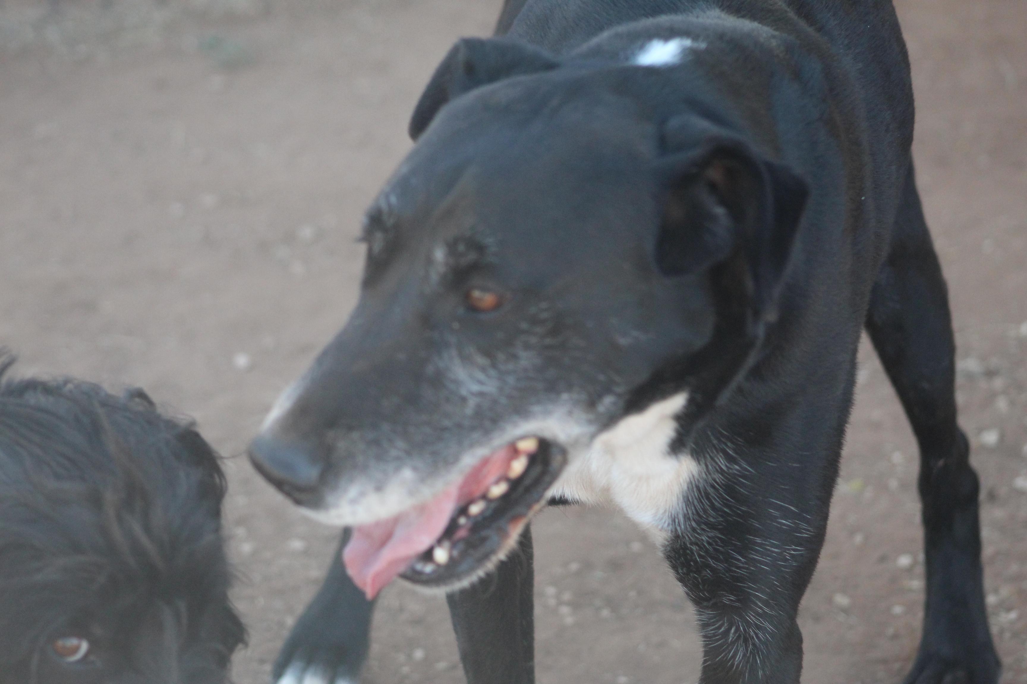 Enlarge T-Bone, an adoptable mixed breed in Post, TX image 3/6