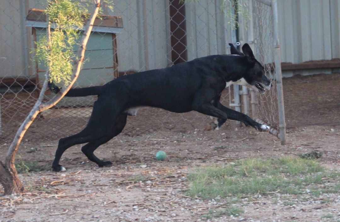 T-Bone, adoptable, Adult Male Great Dane.