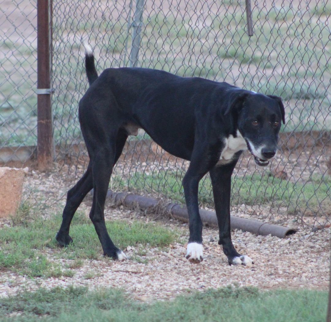 Enlarge T-Bone, an adoptable mixed breed in Post, TX image 2/6