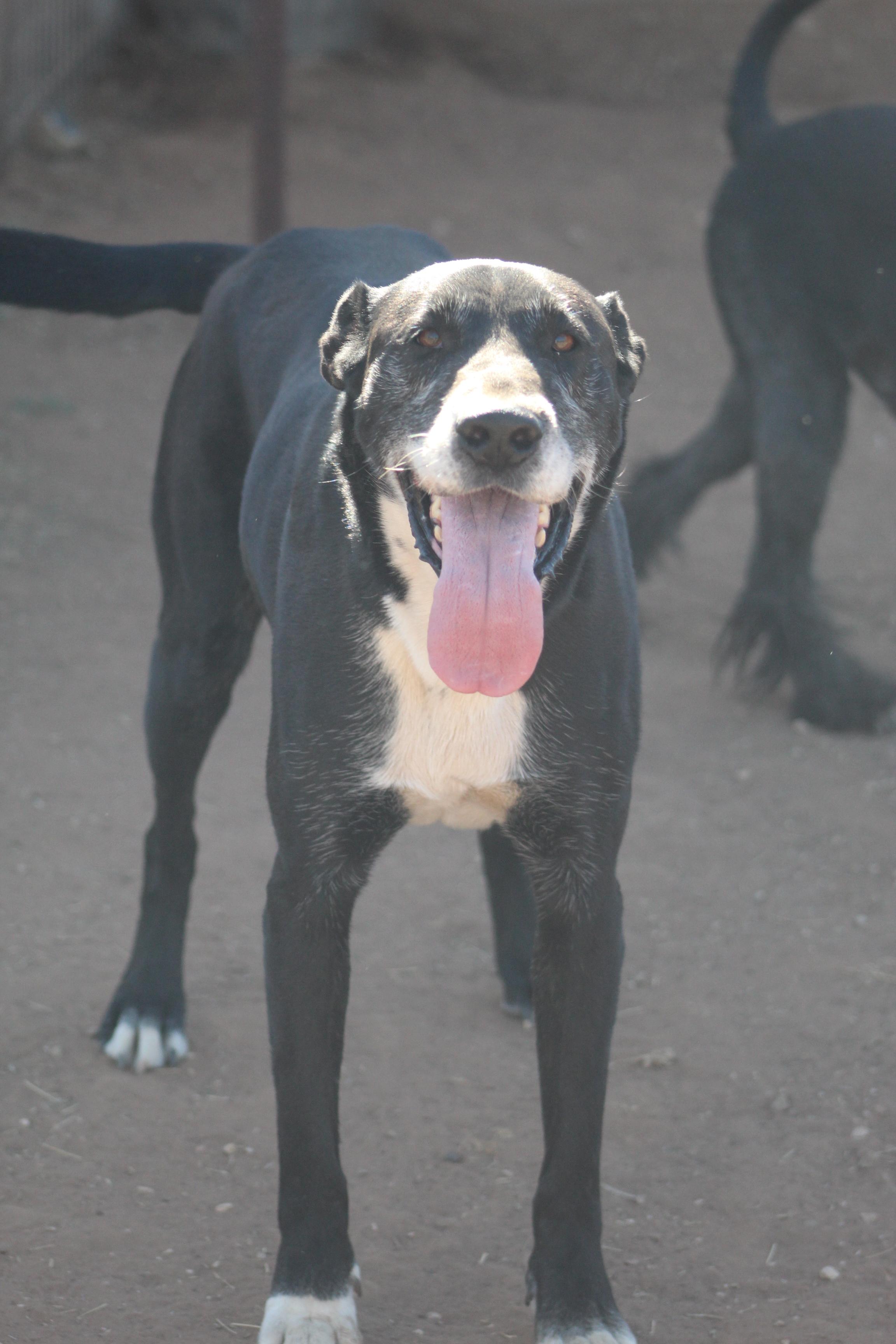 Enlarge T-Bone, an adoptable mixed breed in Post, TX image 5/6