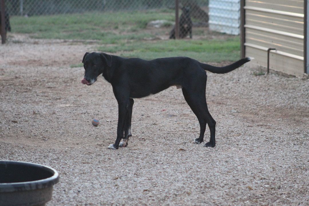 Enlarge T-Bone, an adoptable mixed breed in Post, TX image 3/6