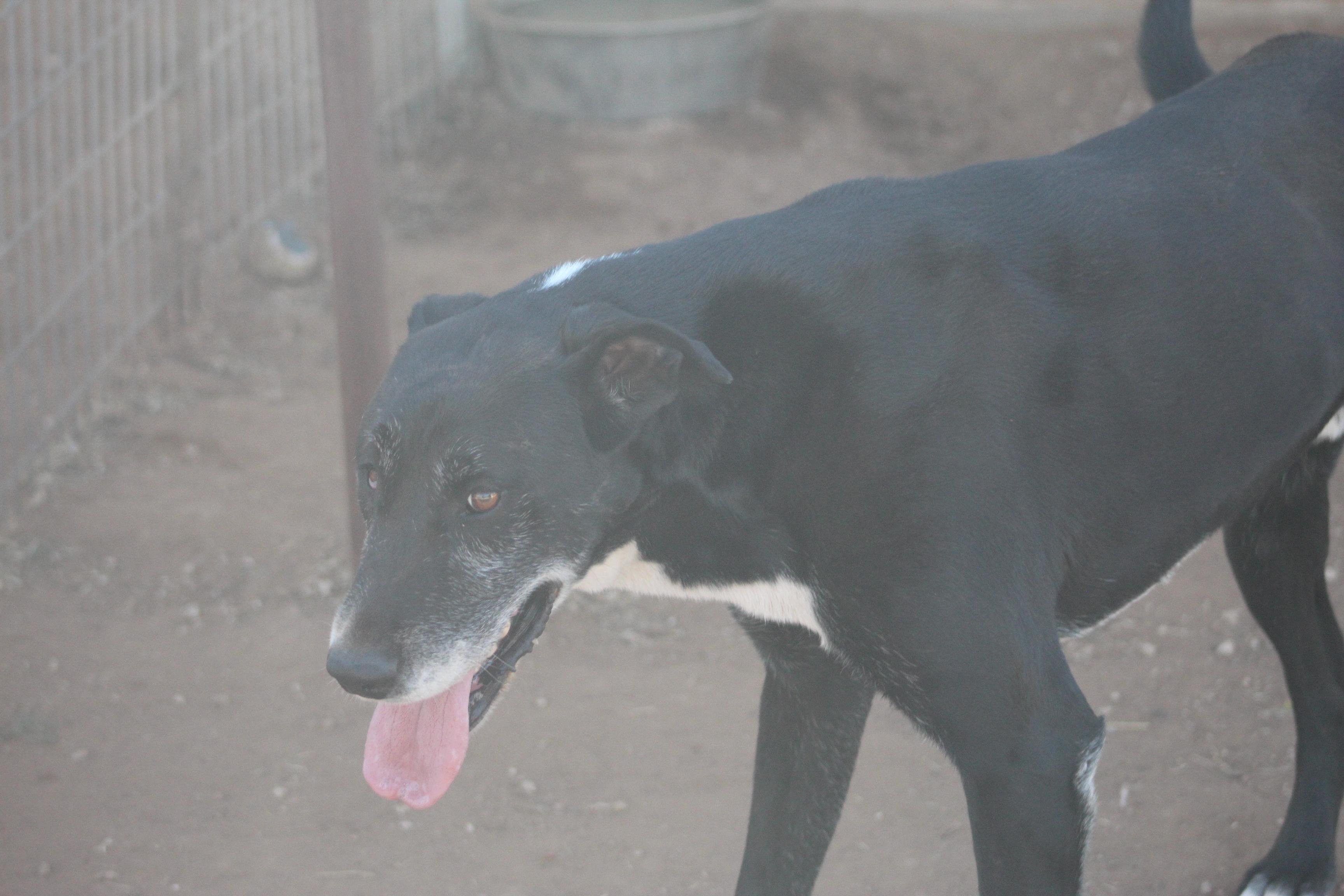 Enlarge T-Bone, an adoptable mixed breed in Post, TX image 6/6