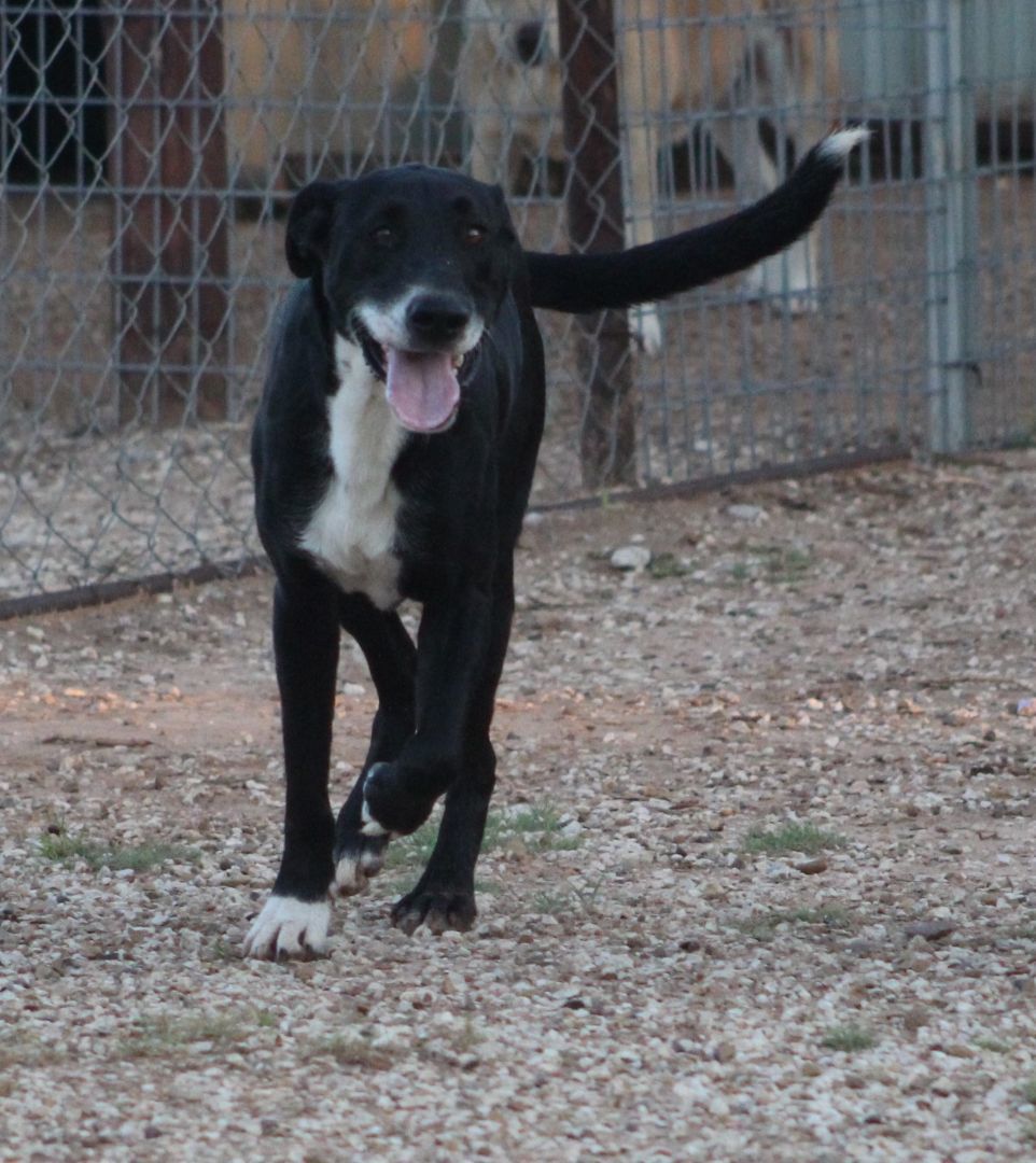 Enlarge T-Bone, an adoptable mixed breed in Post, TX image 4/6